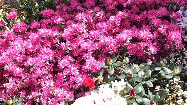 Rhododendron mix смотреть онлайн