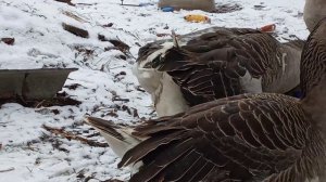 #Еденскиегуси# Спаривание Еденских гусей