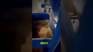 Работа смесителя сыпучих кормов с принудительным вводом добавок