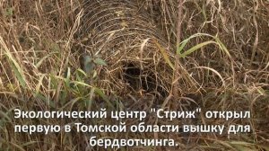 Наблюдение за птицами в Томской области