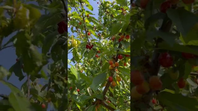 В ПОДМОСКОВЬЕ СОЗРЕЛА ЧЕРЕШНЯ. ЯГОДА СЛАДКАЯ И БЕЗ УДОБРЕНИЙ. Посадить может каждый.