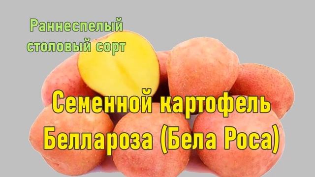 Картошка Беллароза Описание Сорта Фото смотреть онлайн