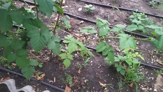 Обзор моей ежемалины Тайберри