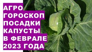 Агрогороскоп посева семян капусты на рассаду в феврале 2023 года Коли посіяти насіння капусти в люто