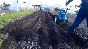 Нестандартная посадка картофеля с помощью мотоблока. Custom planting potatoes