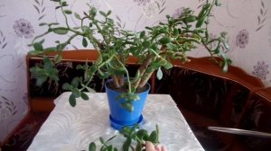 Толстянка (денежное дерево) формирование кроны Часть1-я
