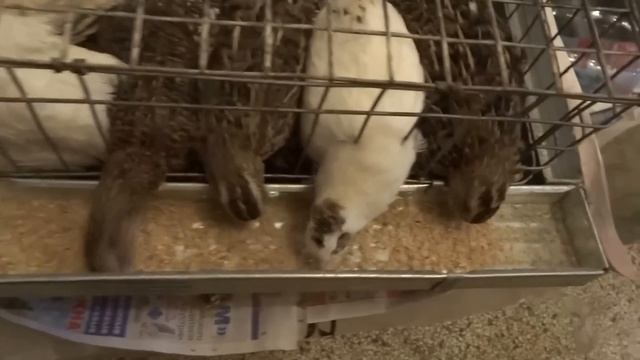 Перепела в городской квартире. Часть 2. Первые наблюдения. Домашние перепелки. смотреть онлайн