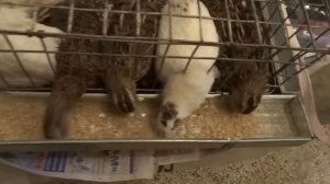 Перепела в городской квартире. Часть 2. Первые наблюдения. Домашние перепелки.