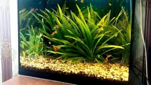 Эхинодорус нежный после прополки.