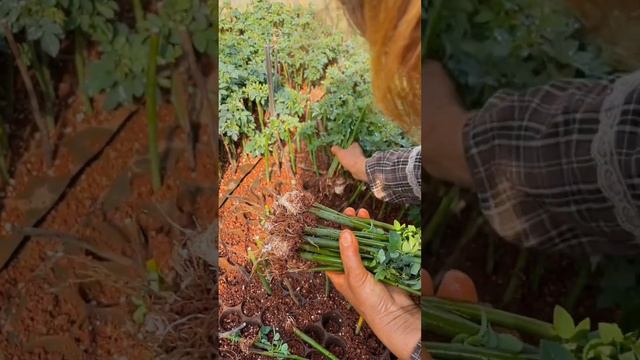 Thornless Climbing Rose Seedlings #satisfying #short