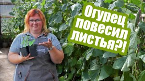 Вянут листья огурца как понять причину?  Что делать, если вянут огурцы