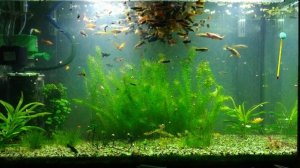 21.09 кормление рыбок фаршем.mp4