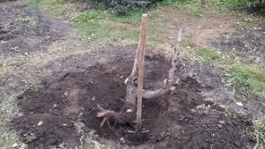 Корчевание яблони вручную