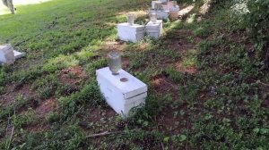 Результат облета отводков (Боб Бинни, США)