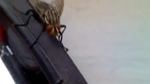 Муха умывается ^_^