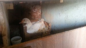 Как сажать гусей на гнездо.