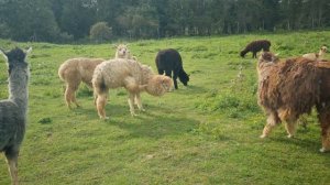 +79190400402 Эдуард. В ПРОДАЖЕ АЛЬПАКА.  #альпака #лама #альпаки #зооживотные #зоопарк #зверушки