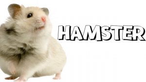 Animals in English||Животные на английском