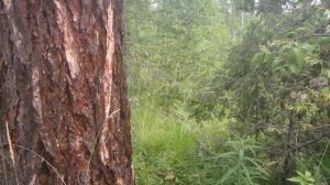 О природных признаках в ориентировании на местности