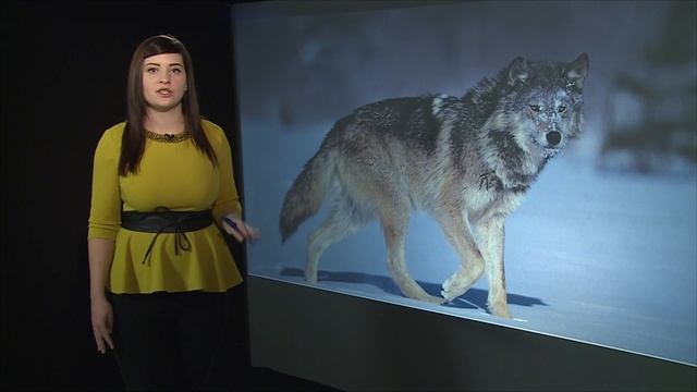 Следы зверей смотреть онлайн