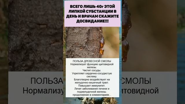 Древесная смола: Загадочное сокровище леса и ее невероятная польза