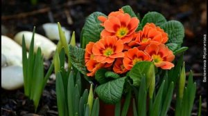 ❀ Лучшие весенние цветы для сада