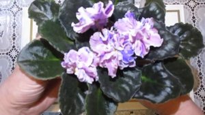 Сортовая фиалка ЛЕ-Розмари.Описание сорта,его сортовые признаки и особенности.