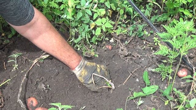 Картофель рэд соня смотреть онлайн