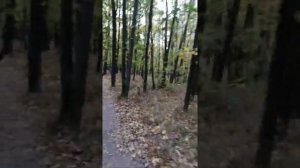 Залютино через лес, так быстрее.