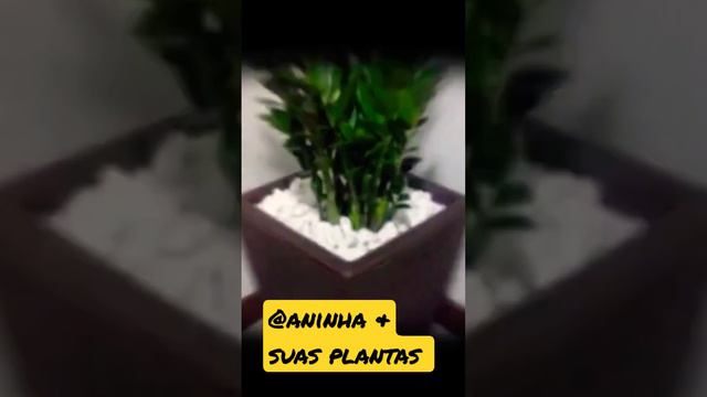 #plantas zamioculca fácil cultivo #shortviral