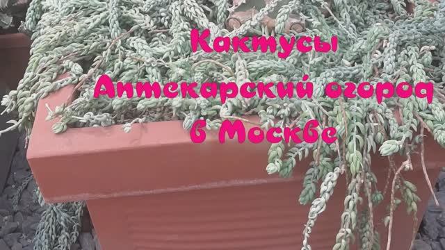 КАКТУСЫ. АПТЕКАРСКИЙ ОГОРОД в МОСКВЕ