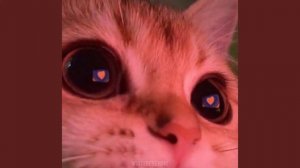 леприконсы - хали-гали, паратрупер / sped up