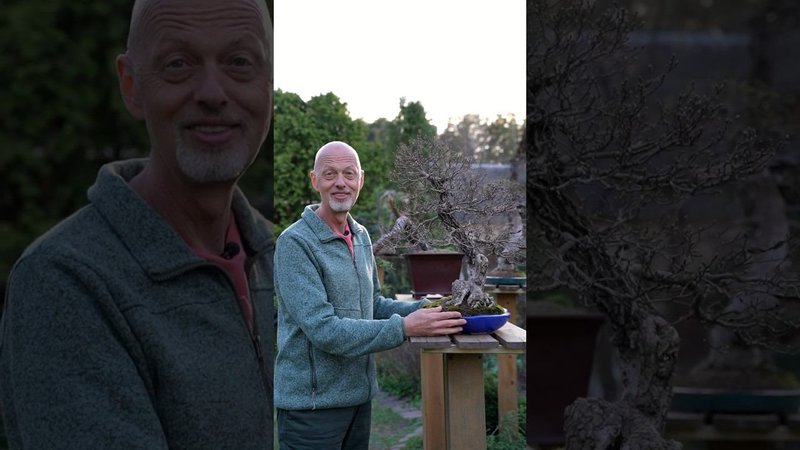 БОНСАЙ - ЭТО НЕ СЛОЖНО! #бонсай #bonsai #ниваки #андрейдарусенков