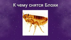 К чему снятся Блохи (Сонник)