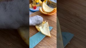 Chef Cat ChangAn || Tom&Jerry Cheese Cake || Dessert Collection || Cat Cooking Food ASMR