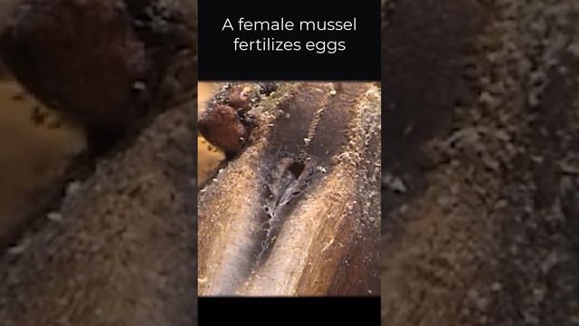 Mussel mating