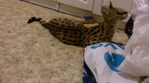 Сервал Сева играет на кухне ( Serval )