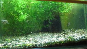 Карликовый змееголов (Channa gachua)