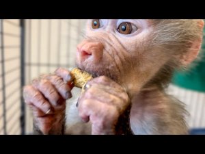 ЭКСТРЕННЫЙ ВЫПУСК! Про Люсю и гранат!!!