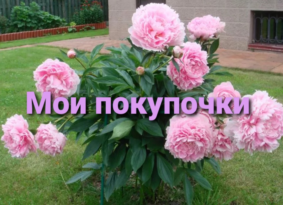 Покупка цветочков на первомайские праздники.