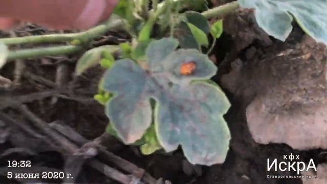 Арбуз Каристан F1. Ранняя посадка смотреть онлайн