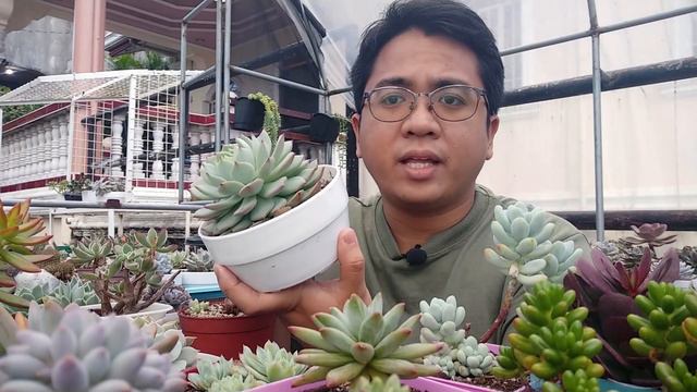 This 1 Problem Might Be SLOWLY KILLING Your Succulents! Explaining DESICCATION смотреть онлайн