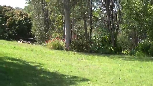 ОРХИДЕЙНОЕ ДЕРЕВО ИЗ СЕМЕЧКИ MY ORCHID TREES GROWN FROM A SEED смотреть онлайн