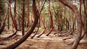 Пьяный лес в Рязанской области!