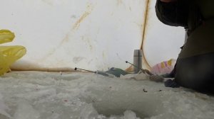 Зимняя рыбалка 2015. Белгородское водохранилище. Соломино. 07.02.2015. Ловим лещика!