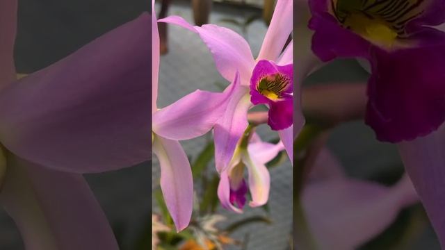 Laelia Anceps Orchid in Bloom!