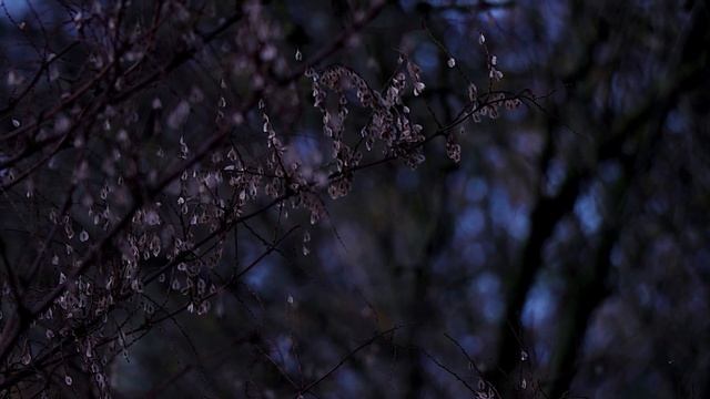 Canon 80d 18-135mm video test смотреть онлайн