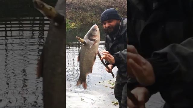 Бью рыбу копьём, мастерство выживания и рыбалки