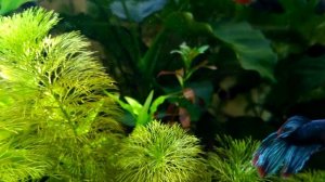 Таблетки CO2. Первый опыт.