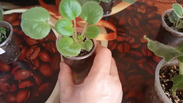 ВОТ КАК Я ЭТО ДЕЛАЮ !!! А ТЫ ЗНАЕШЬ ЧТО ВАЖНО ! ЗДОРОВО РАСТУТ И НЕ БОЛЕЮТ ! смотреть онлайн